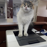 Ankara Kedisi, Kedi  Bulgur fotoğrafı