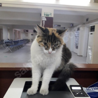 Ankara Kedisi, Kedi  Bulgur fotoğrafı