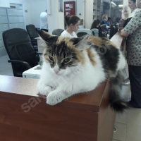 Ankara Kedisi, Kedi  Bulgur fotoğrafı