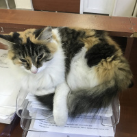 Ankara Kedisi, Kedi  Bulgur fotoğrafı