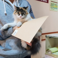 Ankara Kedisi, Kedi  Bulgur fotoğrafı