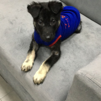 Alman Çoban Köpeği, Köpek  Paşa fotoğrafı