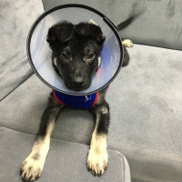 Alman Çoban Köpeği, Köpek  Paşa fotoğrafı