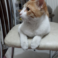 Tekir Kedi, Kedi  Mırnav fotoğrafı