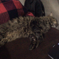Tekir Kedi, Kedi  YODA fotoğrafı