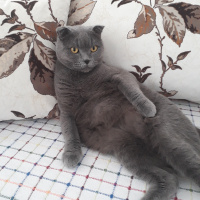 Scottish Fold, Kedi  Duman fotoğrafı