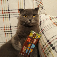 Scottish Fold, Kedi  Duman fotoğrafı