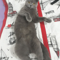 Scottish Fold, Kedi  Duman fotoğrafı