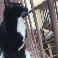 Tuxedo (Smokin) Kedi, Kedi  Maysa fotoğrafı