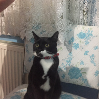 Tuxedo (Smokin) Kedi, Kedi  Maysa fotoğrafı