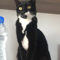 Tuxedo (Smokin) Kedi, Kedi  Maysa fotoğrafı