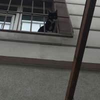 Tuxedo (Smokin) Kedi, Kedi  Maysa fotoğrafı