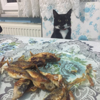 Tuxedo (Smokin) Kedi, Kedi  Maysa fotoğrafı