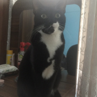 Tuxedo (Smokin) Kedi, Kedi  Maysa fotoğrafı