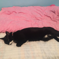 Tuxedo (Smokin) Kedi, Kedi  Maysa fotoğrafı