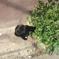 Tuxedo (Smokin) Kedi, Kedi  Maysa fotoğrafı