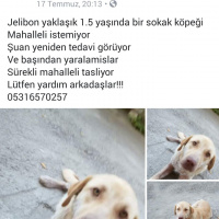 Labrador Retriever, Köpek  Jelibon fotoğrafı
