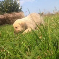 Labrador Retriever, Köpek  Jelibon fotoğrafı