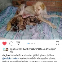 Labrador Retriever, Köpek  Jelibon fotoğrafı