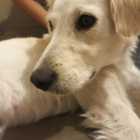 Golden Retriever, Köpek  Gece fotoğrafı