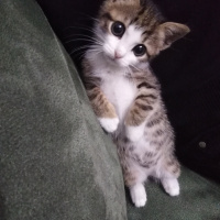 Tekir Kedi, Kedi  Çakıl fotoğrafı