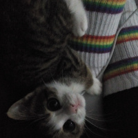 Tekir Kedi, Kedi  Çakıl fotoğrafı