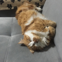 Sarman, Kedi  Susam fotoğrafı