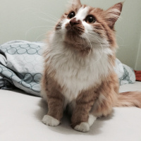 Sarman, Kedi  Susam fotoğrafı