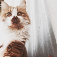 Sarman, Kedi  Susam fotoğrafı