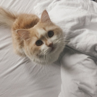 Chinchilla, Kedi  Mars fotoğrafı