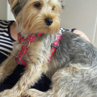 Yorkshire Terrier, Köpek  Maya fotoğrafı