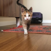 Tekir Kedi, Kedi  Karmen fotoğrafı