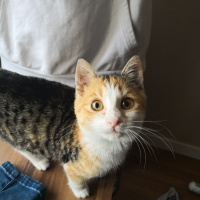 Tekir Kedi, Kedi  Karmen fotoğrafı
