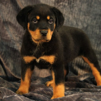 Rottweiler, Köpek  Dayı fotoğrafı