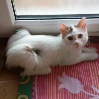 Van Kedisi, Kedi  ponpon ( acil ) fotoğrafı