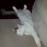 Van Kedisi, Kedi  ponpon ( acil ) fotoğrafı