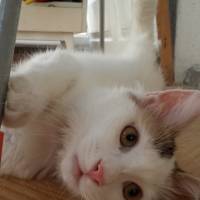 Van Kedisi, Kedi  ponpon ( acil ) fotoğrafı