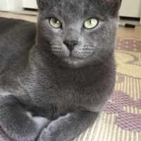 Mavi Rus, Kedi  Heimdall fotoğrafı