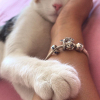 Tekir Kedi, Kedi  Prenses fotoğrafı