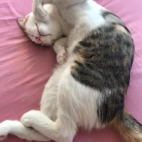 Tekir Kedi, Kedi  Prenses fotoğrafı