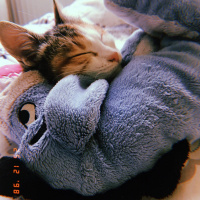 Tekir Kedi, Kedi  Prenses fotoğrafı