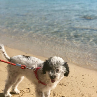 Norfolk Terrier, Köpek  MORFY fotoğrafı