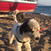 Norfolk Terrier, Köpek  MORFY fotoğrafı