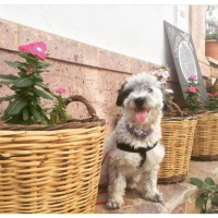 Norfolk Terrier, Köpek  MORFY fotoğrafı