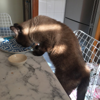 Colorpoint Shorthair, Kedi  Minnak fotoğrafı