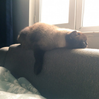 Colorpoint Shorthair, Kedi  Minnak fotoğrafı