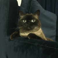 Colorpoint Shorthair, Kedi  Minnak fotoğrafı