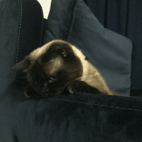 Colorpoint Shorthair, Kedi  Minnak fotoğrafı