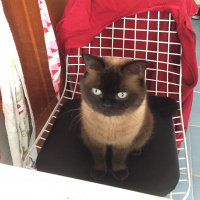 Colorpoint Shorthair, Kedi  Minnak fotoğrafı