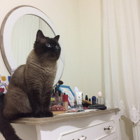 Colorpoint Shorthair, Kedi  Minnak fotoğrafı